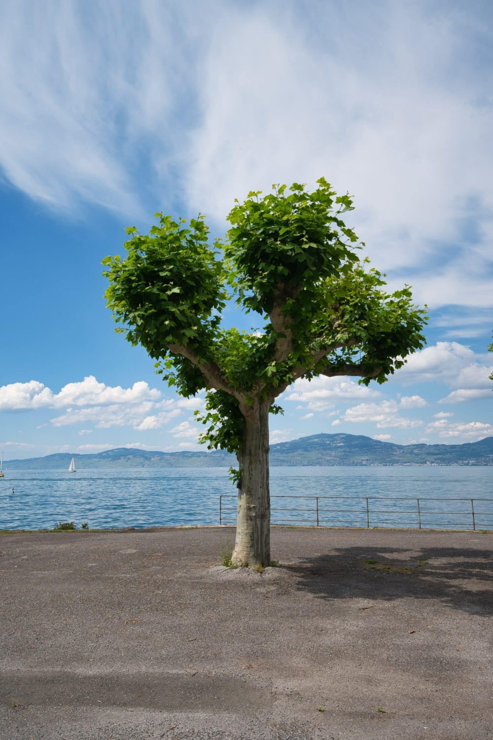 Arbre au bord du lac à Thonon